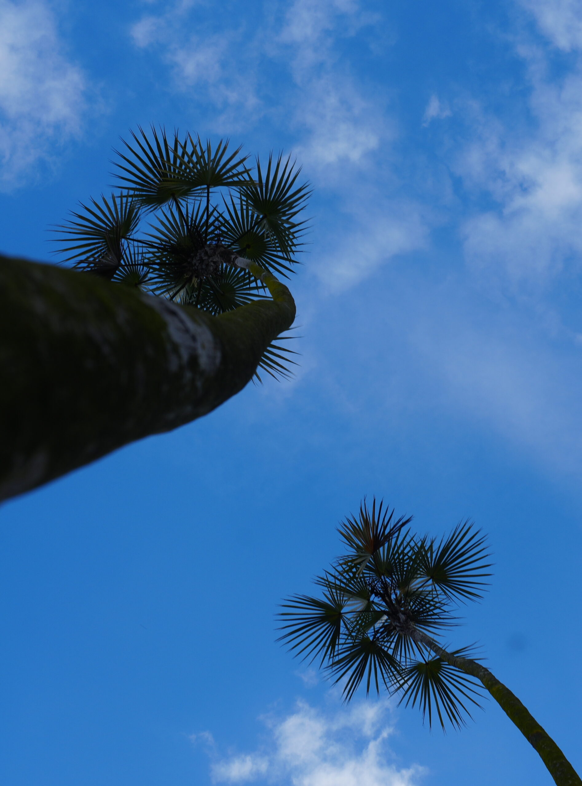Quienes le hacen cosquillas al cielo