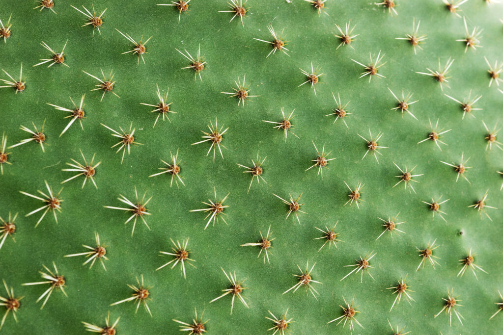 Cactus